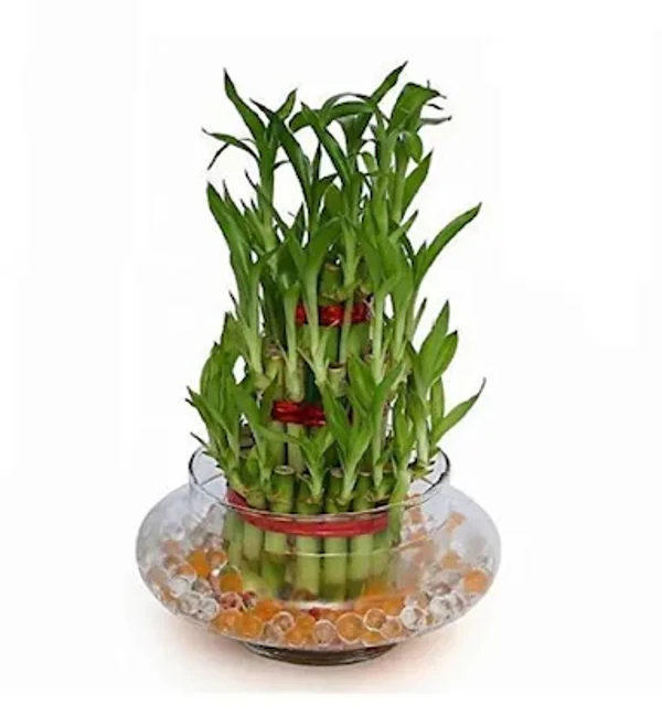 Lucky Bamboo 3 Layer Without Glass Bowl - 1 Unit