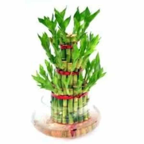 Lucky Bamboo 3 Layer Without Glass Bowl - 1 Unit