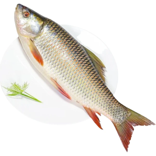 Rui/রুই - Whole/ গোটা (From 1.5kg-2.5kg) - 1.5kg, Rate 160Rs/Kg