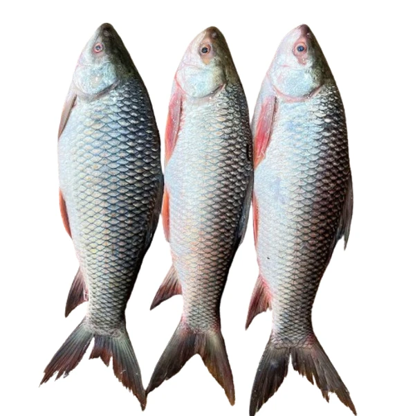 Rui/রুই - Whole/ গোটা (From 1.5kg-2.5kg) - 1.5kg, Rate 160Rs/Kg