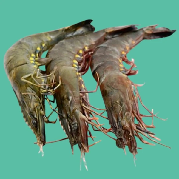 বাগদা চিংড়ি/Bagda Chingri/Tiger Prawn  - 1kg, Order 1 Day Before