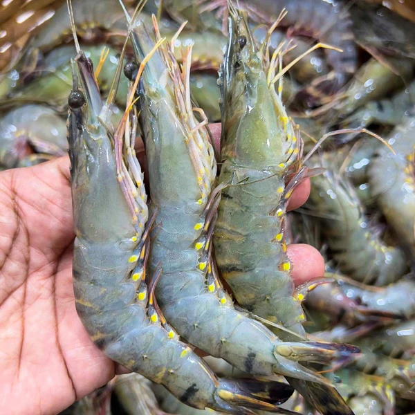 বাগদা চিংড়ি/Bagda Chingri/Tiger Prawn  - 1kg, Medium Size