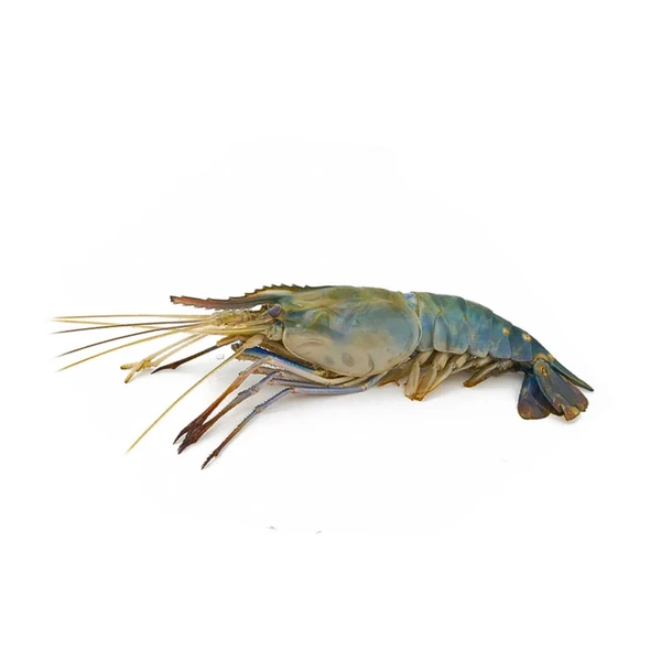 Golda Chingri/Fresh Water Scampi - 1kg, Standard Size