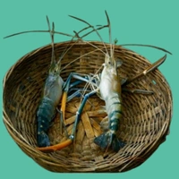 Golda Chingri/Fresh Water Scampi - 1kg, Order 1 Day Before