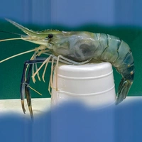 Golda Chingri/Fresh Water Scampi - 250g, Standard Size