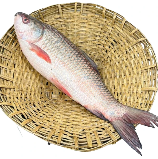 Rui/রুই - Whole/ গোটা (From 700g-1.5kg) - 1.2kg