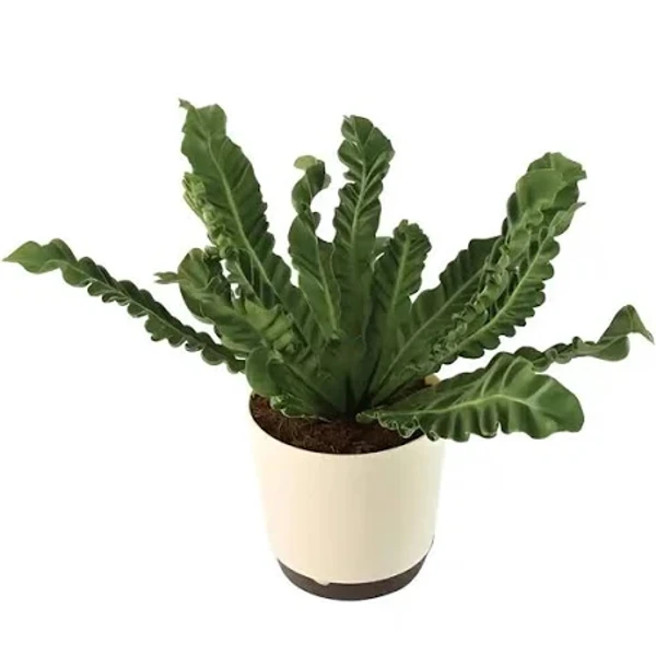 Cobra Fern  - 1pcs