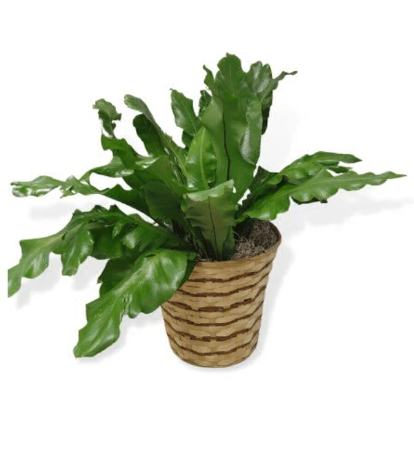 Cobra Fern  - 1pcs