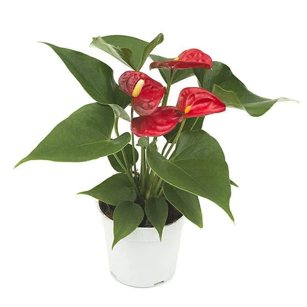 Anthurium  - 1pcs