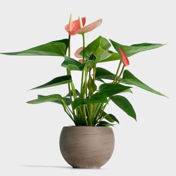 Anthurium  - 1pcs