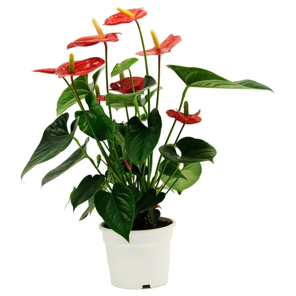 Anthurium  - 1pcs