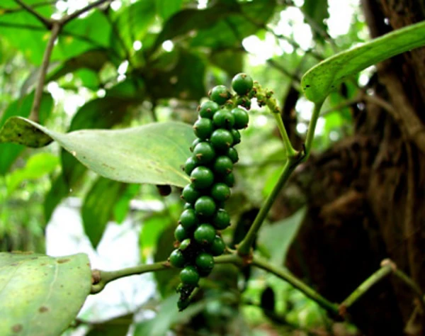 Black Pepper/കുരുമുളക് - 500gm