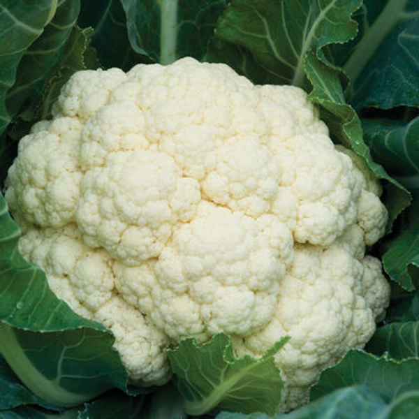 Cauliflower / Phul Gobiफ्लॉवर  ( 250 Gram )
