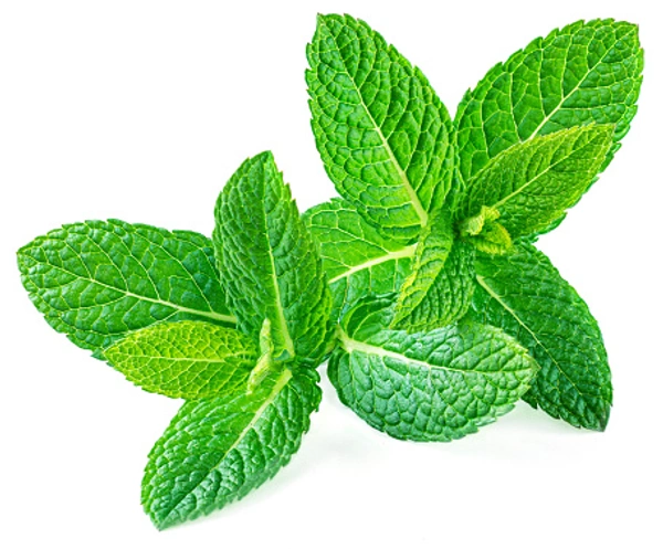 Mint / Pudinaपुदिना ( 1 Bunch )