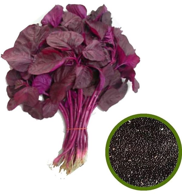 GLP Cheera Red  Seed Quality 1 Kg Product GLP COMPANY - 1 kg, Red, best in class, seed