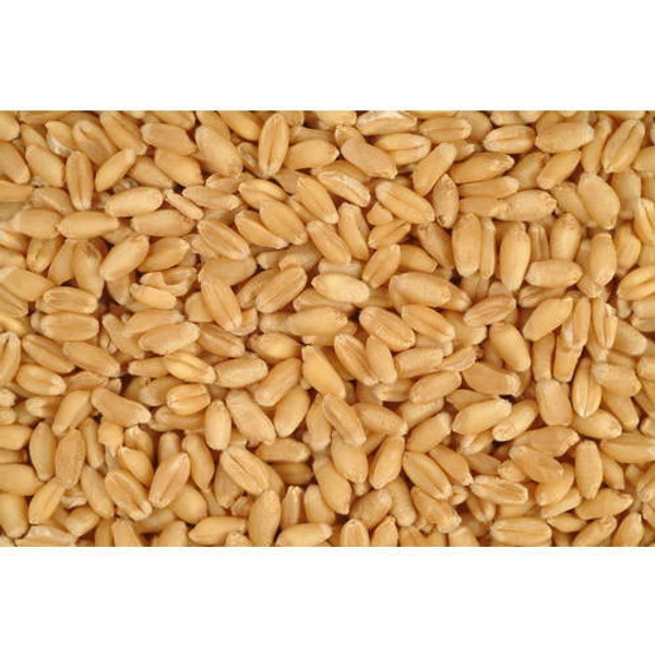 Whole Wheat  - 1kg