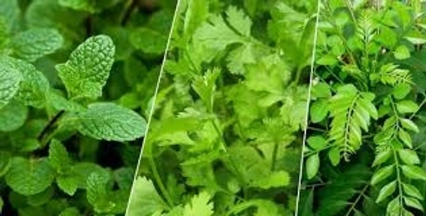 கருவேப்பிள்ளை கொத்தமல்லி-Veg