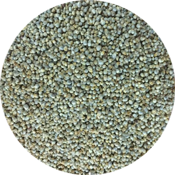 Bajra /கம்பு - 1/4 கி