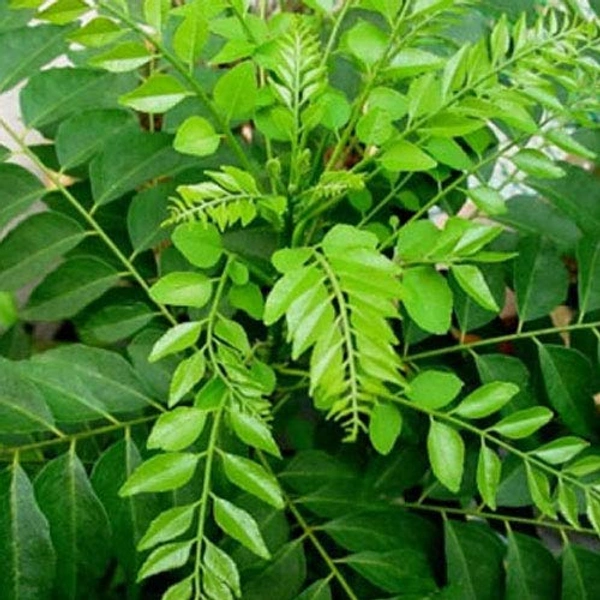 Curry Leaves 1 Bunch