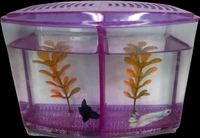 Taiyo Double House Betta/Fighter Fish Tank|Acrylic|With LED Light - Purple, 1.5 Litre