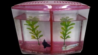 Taiyo Double House Betta/Fighter Fish Tank|Acrylic|With LED Light - Red, 1.5 Litre