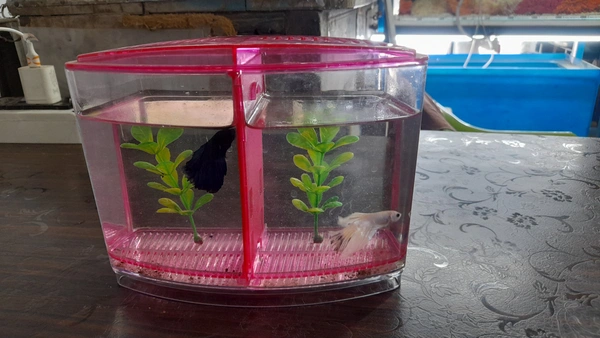 Taiyo Double House Betta/Fighter Fish Tank|Acrylic|With LED Light - Red, 1.5 Litre