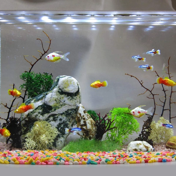 Multicolor Stones/Pebbles For Aquarium, Terrarium, Home And Garden Use  - 1 Kg