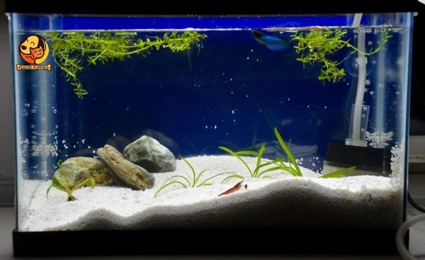 White Color Sugar Sand For Decor Aquarium, Garden Pot And Terrarium  - White, 1 Kg