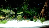 White Color Sugar Sand For Decor Aquarium, Garden Pot And Terrarium  - White, 10kg
