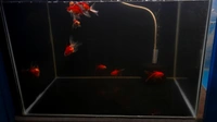 Black Vinyl Paper For Wrapping Aquarium Background|Height: 2 Feet - (10×2) Feet