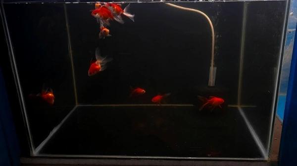 Black Vinyl Paper For Wrapping Aquarium Background|Height: 2 Feet - (10×2) Feet