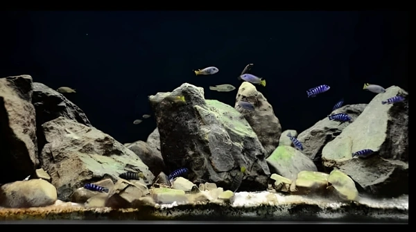 Black Vinyl Paper For Wrapping Aquarium Background|Height: 2 Feet - (10×2) Feet