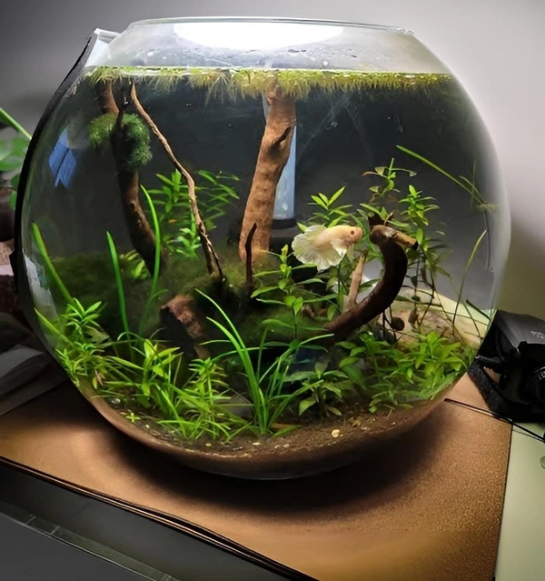 Glass Bowl Aquarium With Cover - 8 Inch / 2.5 Liter