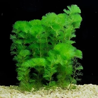 Cabomba Caroliniana – Lush Green Oxygenating Aquarium Plant for Natural Aquascapes - 20 Stems