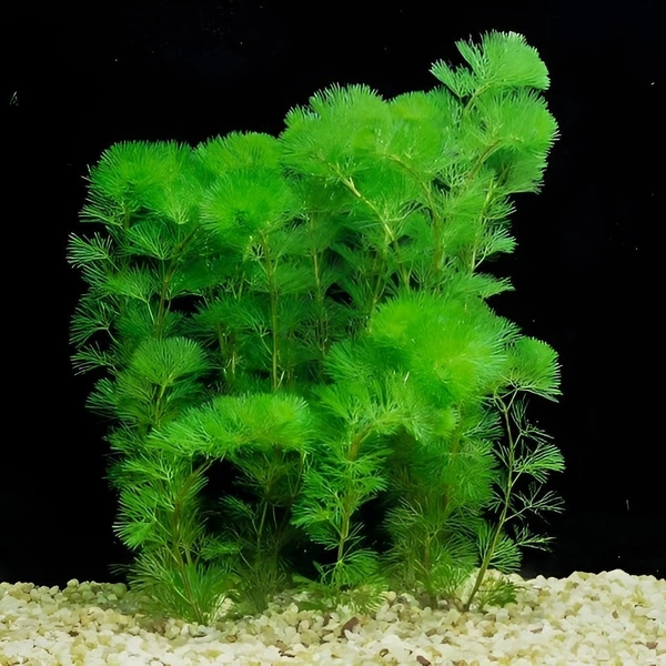 Cabomba Caroliniana – Lush Green Oxygenating Aquarium Plant for Natural Aquascapes - 20 Stems