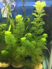 Cabomba Caroliniana – Lush Green Oxygenating Aquarium Plant for Natural Aquascapes - 20 Stems