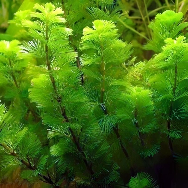Cabomba Caroliniana – Lush Green Oxygenating Aquarium Plant for Natural Aquascapes - 20 Stems