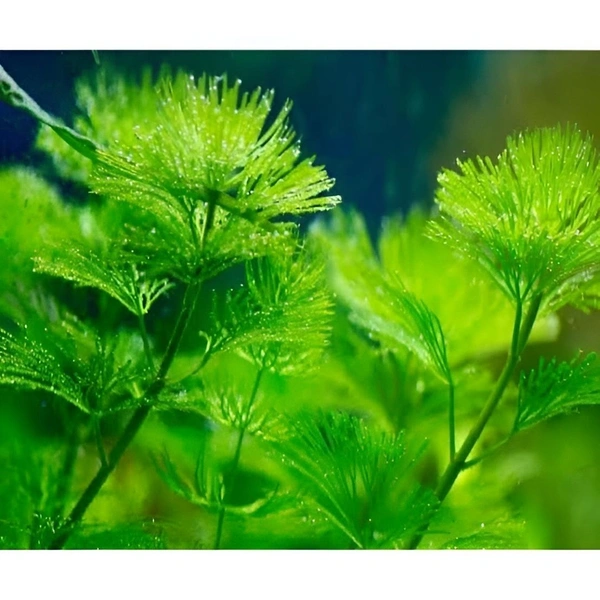 Cabomba Caroliniana – Lush Green Oxygenating Aquarium Plant for Natural Aquascapes - 20 Stems