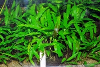 Cryptocoryne Wendtii – Low-Light Aquarium Plant (Easy to Grow) - 10 Stems, Green