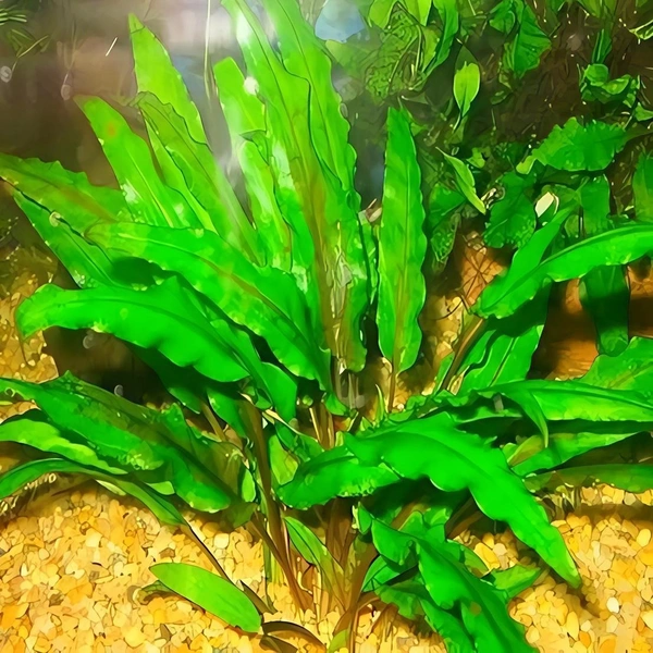 Cryptocoryne Wendtii – Low-Light Aquarium Plant (Easy to Grow) - 10 Stems, Green