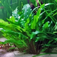 Cryptocoryne Wendtii – Low-Light Aquarium Plant (Easy to Grow) - 10 Stems, Green