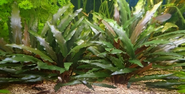 Cryptocoryne Wendtii – Low-Light Aquarium Plant (Easy to Grow) - 10 Stems, Green