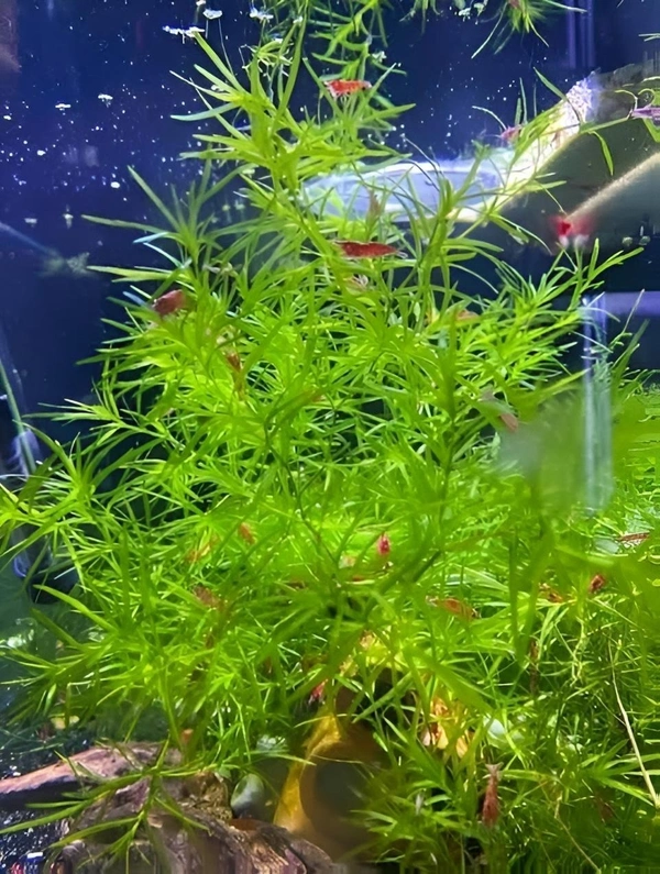 Guppy Grass (Najas Guadalupensis) – Fast-Growing Oxygenating Aquarium Plant for Shrimp & Fish Tanks - 1 Pack