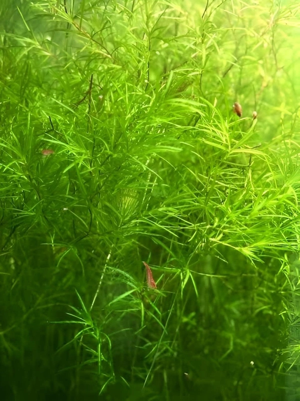Guppy Grass (Najas Guadalupensis) – Fast-Growing Oxygenating Aquarium Plant for Shrimp & Fish Tanks - 1 Pack