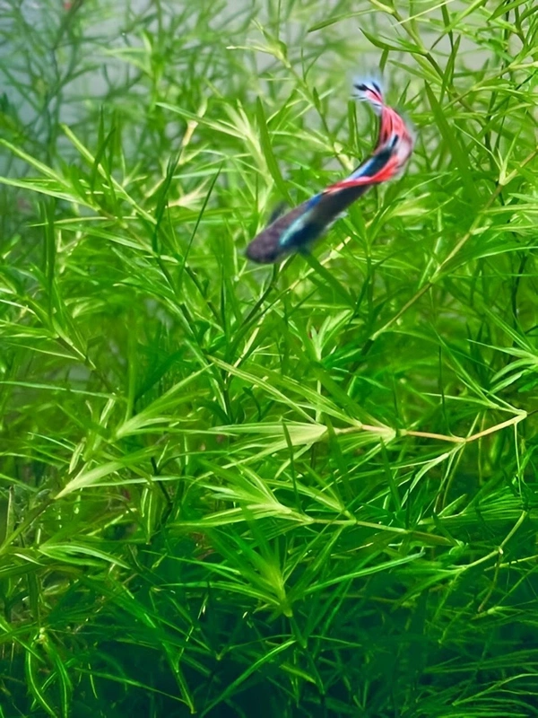 Guppy Grass (Najas Guadalupensis) – Fast-Growing Oxygenating Aquarium Plant for Shrimp & Fish Tanks - 1 Pack