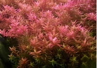 Rotala Rotundifolia (Indica) Red – Vibrant Aquarium Stem Plant for Lush Aquascapes - 1 Stem