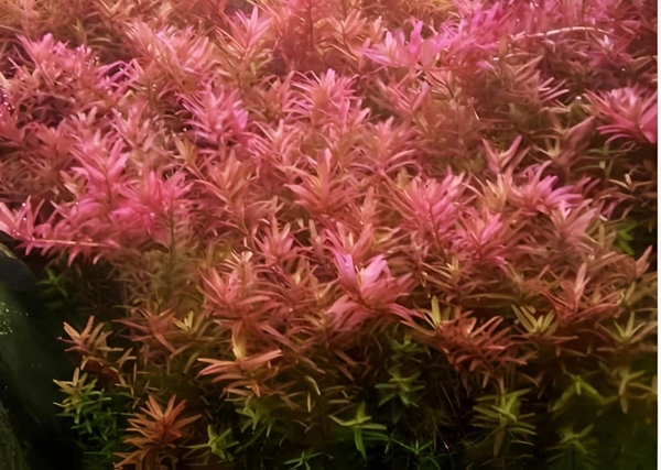 Rotala Rotundifolia (Indica) Red – Vibrant Aquarium Stem Plant for Lush Aquascapes - 1 Stem