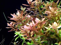 Rotala Rotundifolia (Indica) Red – Vibrant Aquarium Stem Plant for Lush Aquascapes - 1 Stem