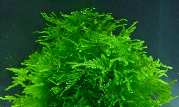 Java Moss – Easy Live Plant for Aquariums & Shrimp Tanks - 1 Pack