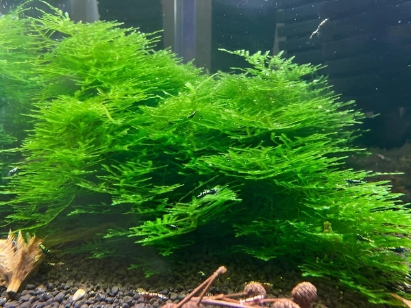 Java Moss – Easy Live Plant for Aquariums & Shrimp Tanks - 1 Pack